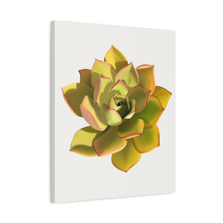 Noble Aeonium Succulent Canvas Wall Art Print for Modern Home Decor by The Potted Pixel