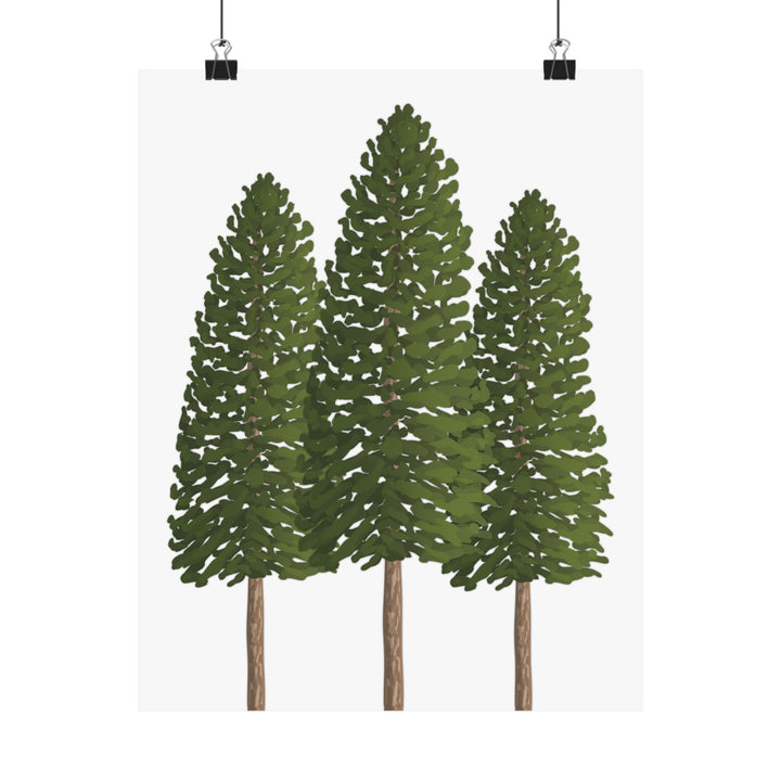 Ponderosa Pine Botanical Print – Unframed Wall Art by Printify
