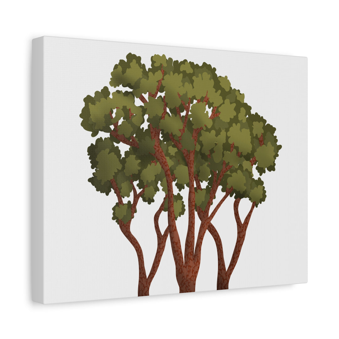 Pacific Madrone Canvas Print – Wall Art