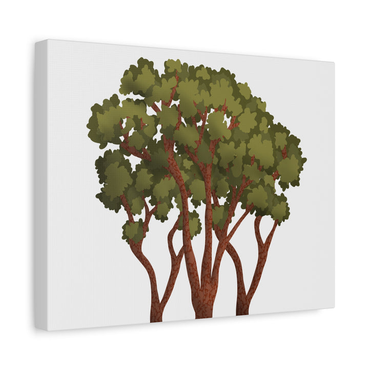 Pacific Madrone Canvas Print – Wall Art
