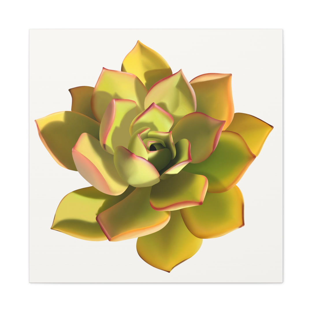 Noble Aeonium Succulent Canvas Wall Art Print for Modern Home Decor by The Potted Pixel