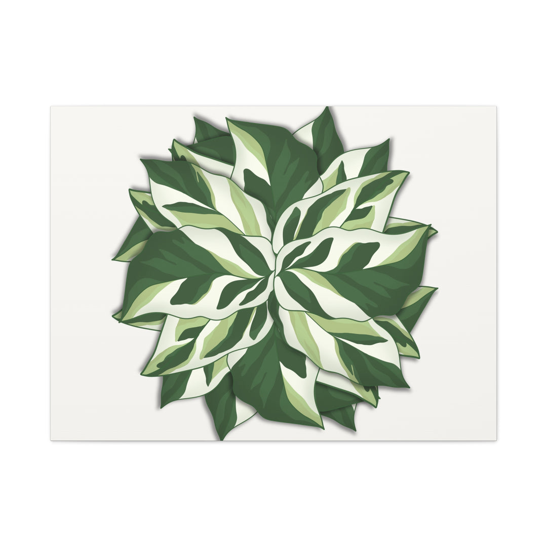 Calathea White Fusion Canvas Botanical Art Print On Stretched Cotton Canvas For Indoor Wall Decor