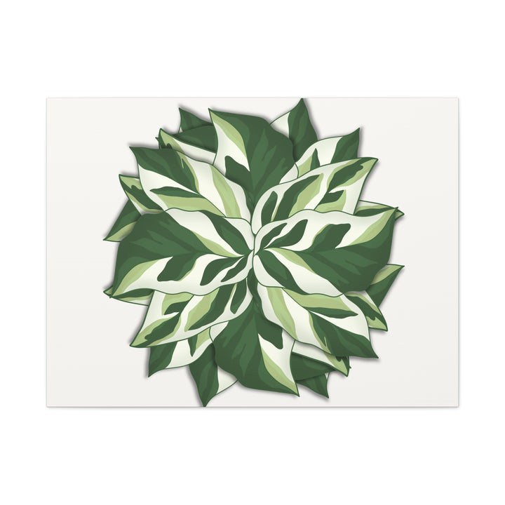 Calathea White Fusion Canvas Botanical Art Print On Stretched Cotton Canvas For Indoor Wall Decor