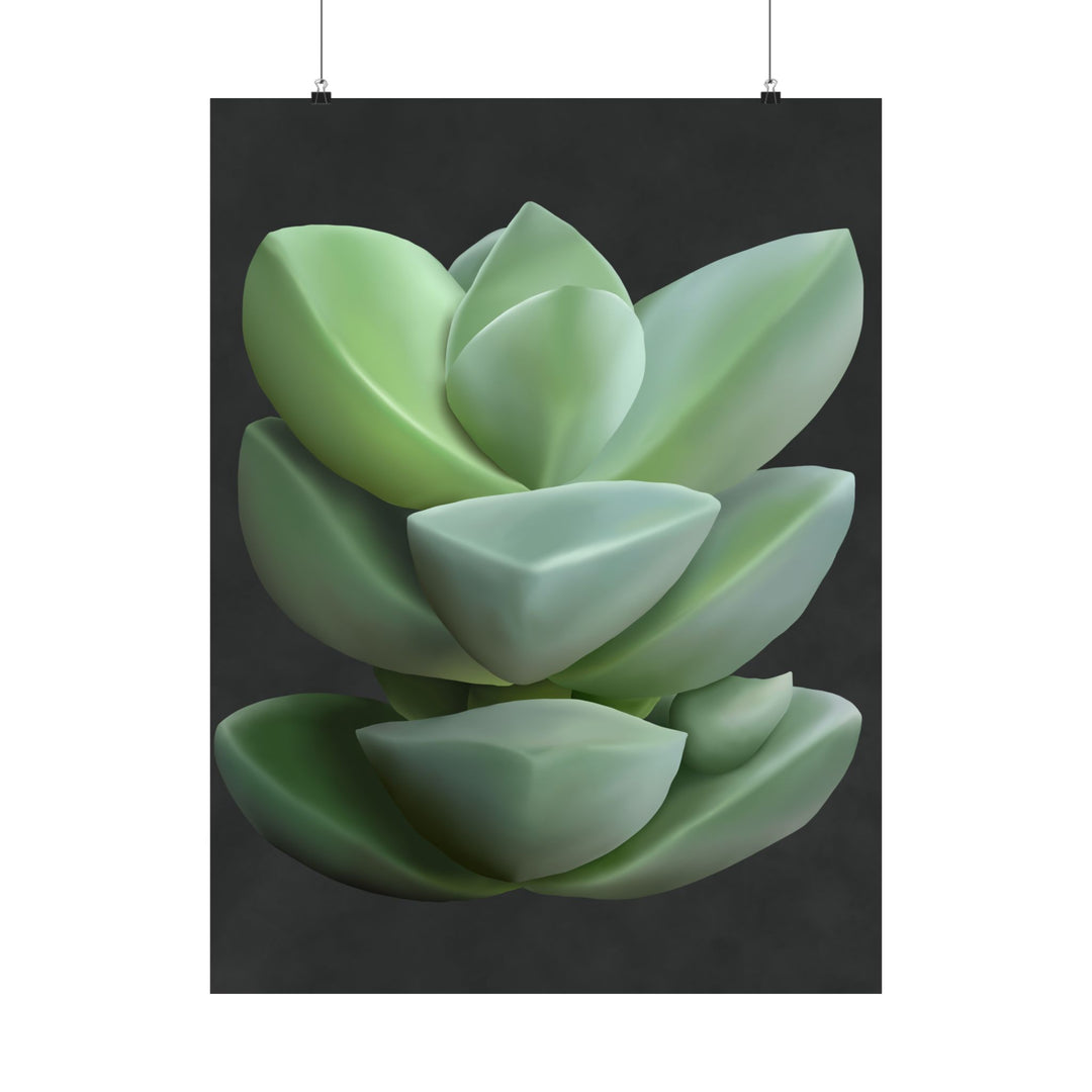 Crassula Botanical Print – Unframed Wall Art