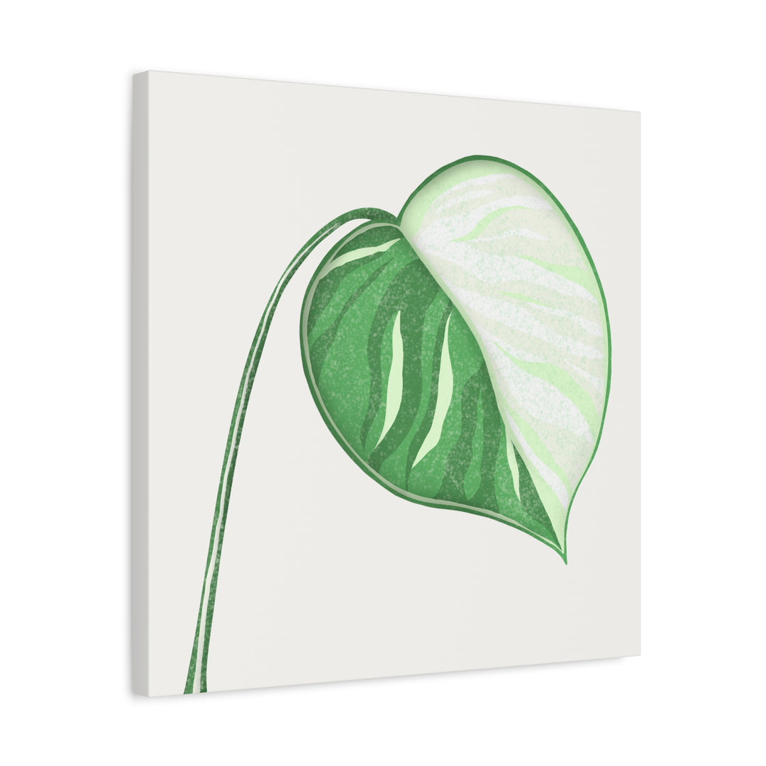 Monstera Albo Canvas Large Stretched Premium Quality Cotton Canvas Wall Art Tropical Leaf Poster Decor