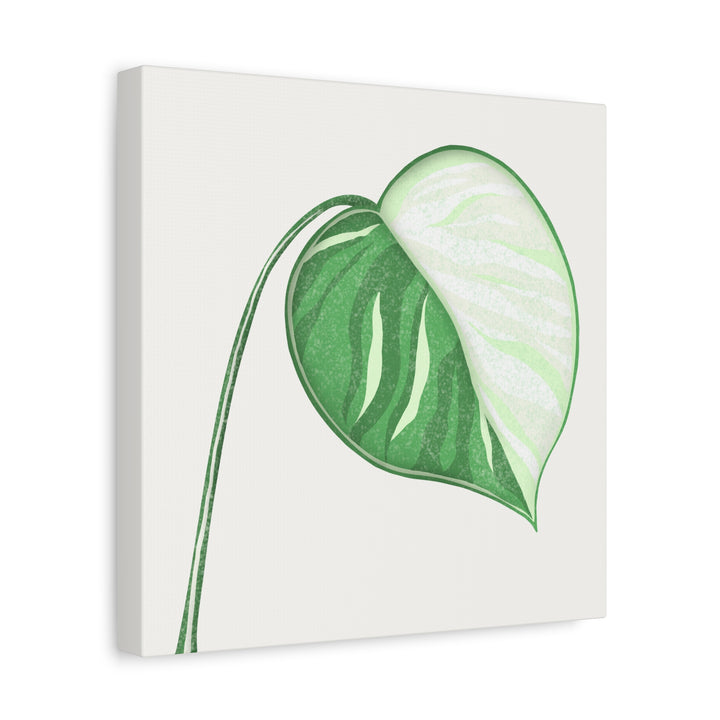 Monstera Albo Canvas Large Stretched Premium Quality Cotton Canvas Wall Art Tropical Leaf Poster Decor