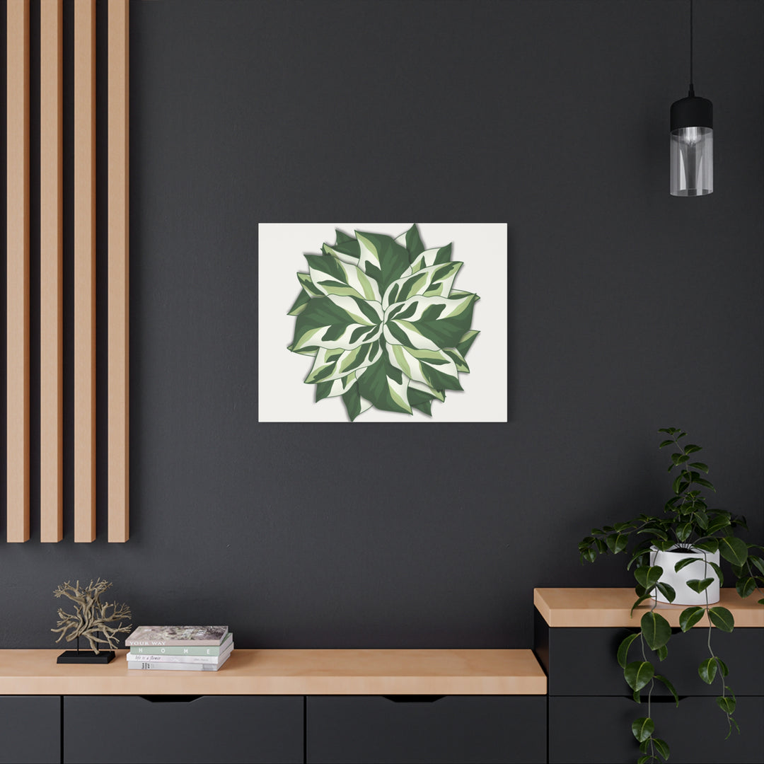Calathea White Fusion Canvas Botanical Art Print On Stretched Cotton Canvas For Indoor Wall Decor