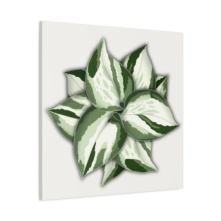Manjula Pothos Canvas Print Stretched Matte Canvas Wall Art For Living Room And Office