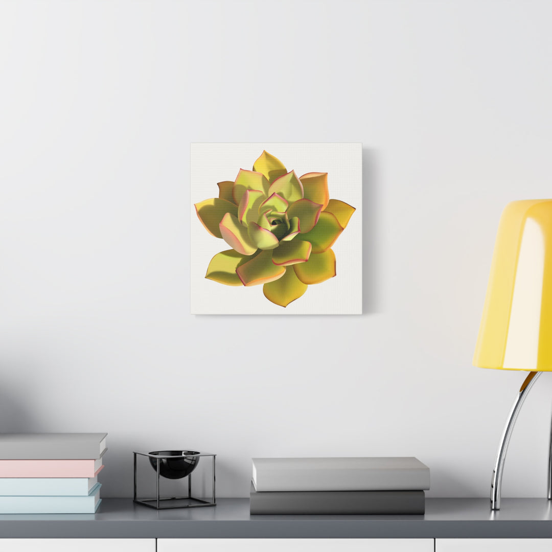 Noble Aeonium Succulent Canvas Wall Art Print for Modern Home Decor by The Potted Pixel