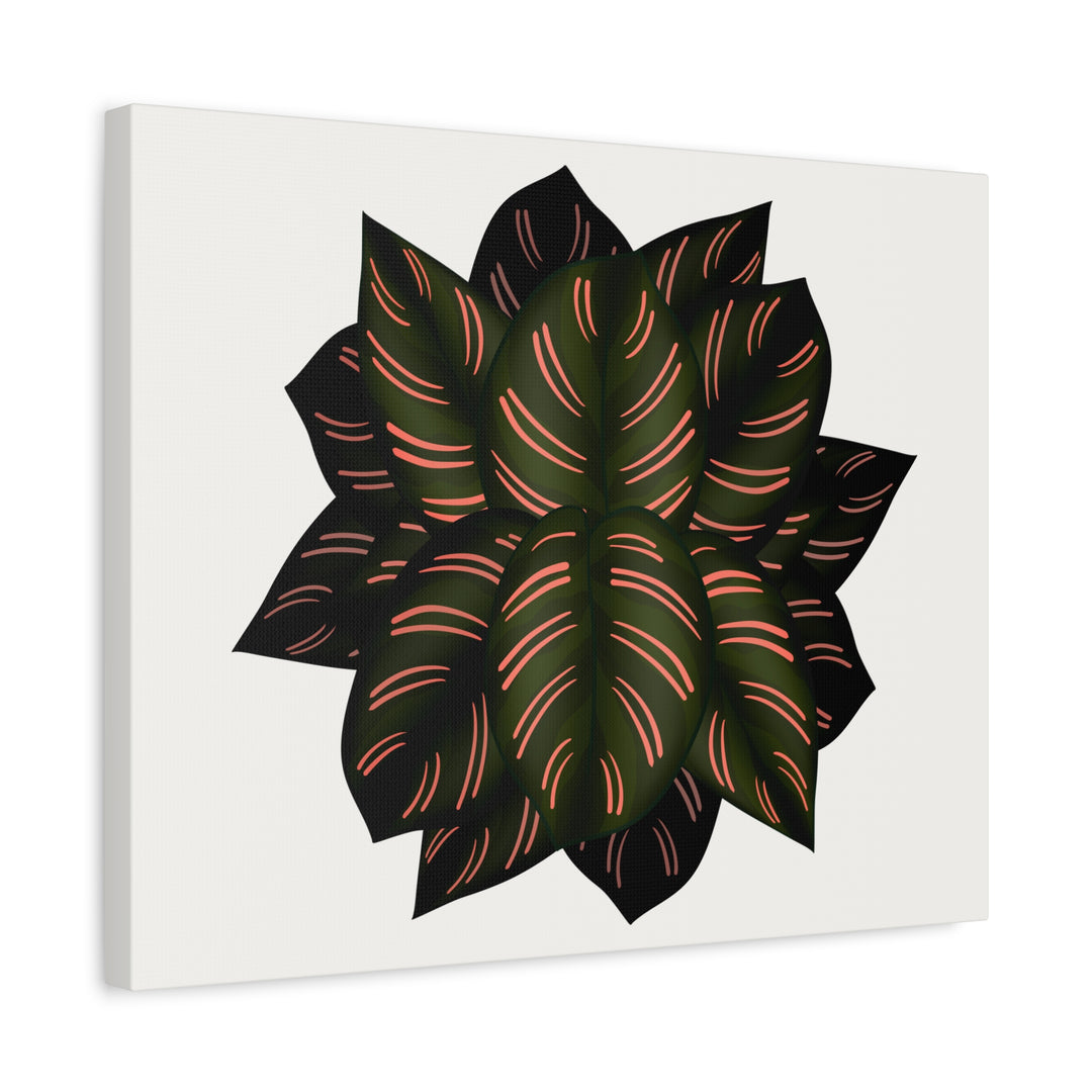 Calathea Pinstripe Canvas Botanical Wall Art Print On Stretched Cotton Canvas For Living Room Decor