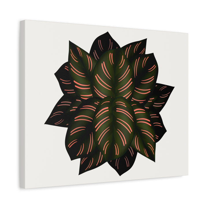 Calathea Pinstripe Canvas Botanical Wall Art Print On Stretched Cotton Canvas For Living Room Decor