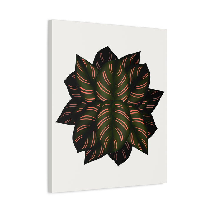 Calathea Pinstripe Canvas Botanical Wall Art Print On Stretched Cotton Canvas For Living Room Decor