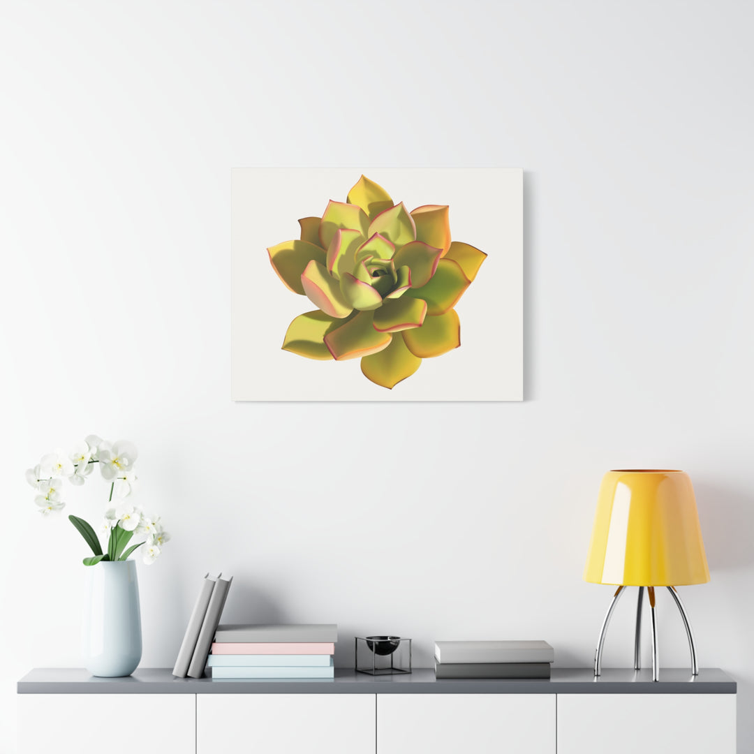 Noble Aeonium Succulent Canvas Wall Art Print for Modern Home Decor by The Potted Pixel