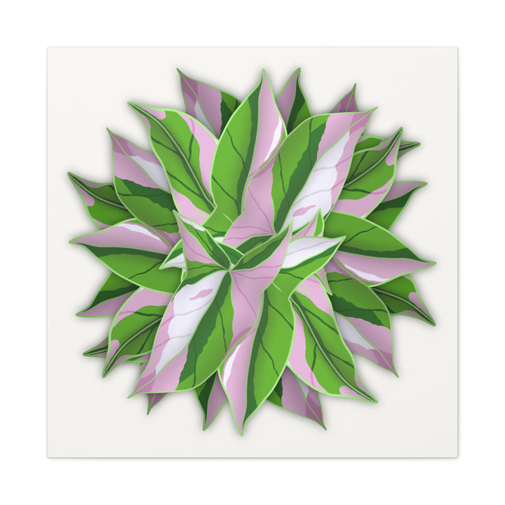 Syngonium Tricolor Canvas Print – Botanical Wall Art - The Potted Pixel