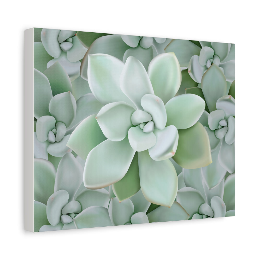 Pachyveria Haagei Succulent Pattern Canvas Art for Modern Home Decor 16x20 Matte Print