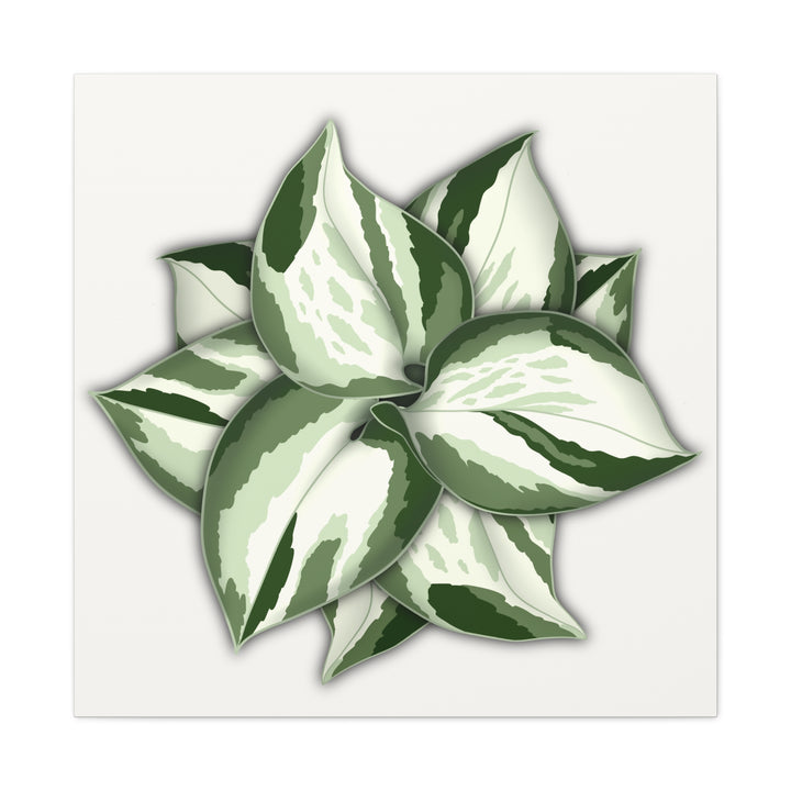 Manjula Pothos Canvas Print Stretched Matte Canvas Wall Art For Living Room And Office