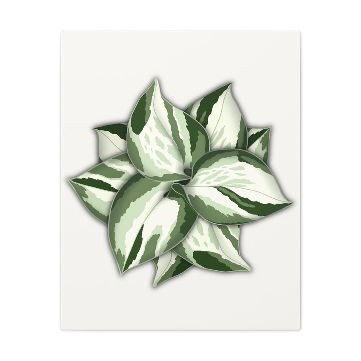 Manjula Pothos Canvas Print Stretched Matte Canvas Wall Art For Living Room And Office