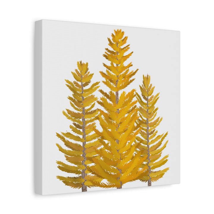Western Larch Canvas Print – Wall Art