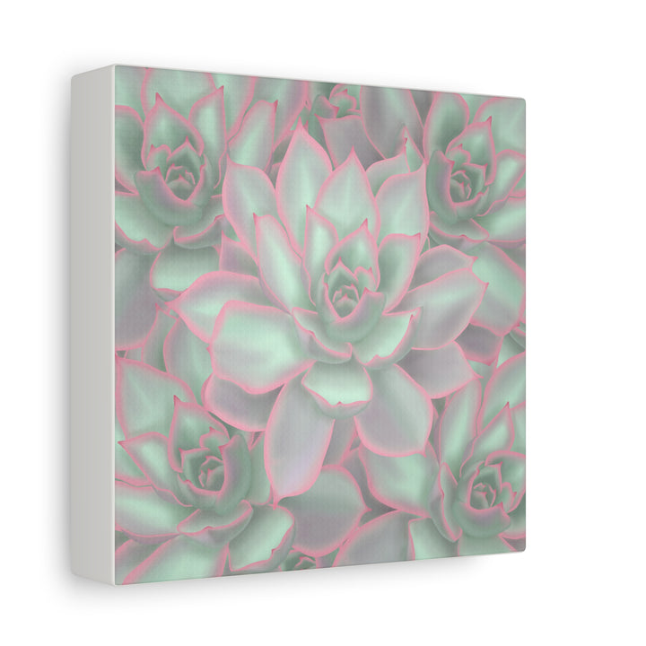 Echeveria Violet Queen Canvas Wall Art Succulent Print Matte Botanical Decor For Indoor Spaces