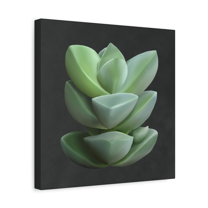 Crassula Canvas Print – Botanical Wall Art