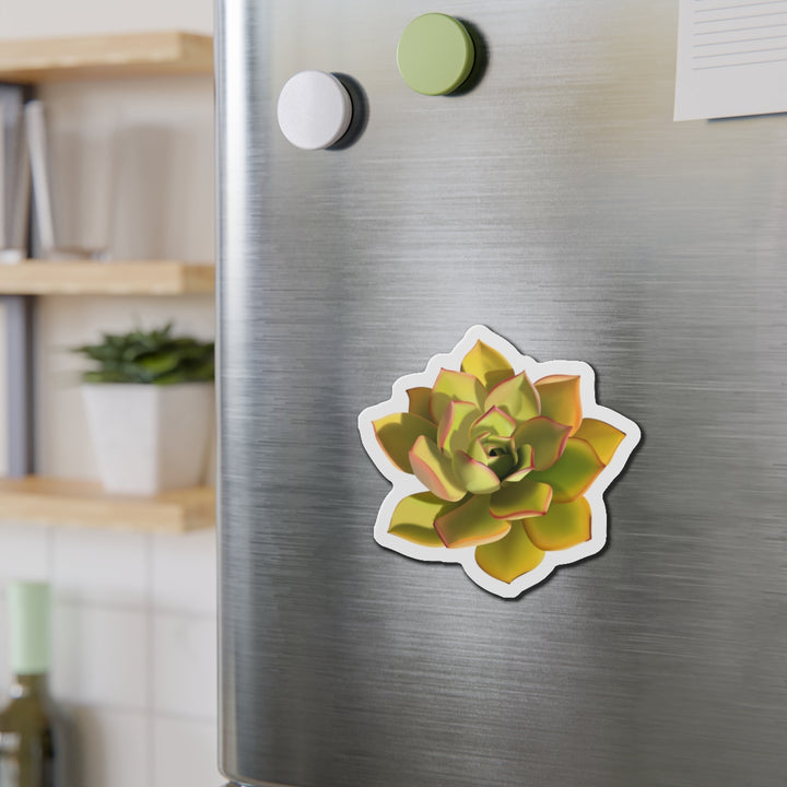 Noble Aeonium Succulent Magnet