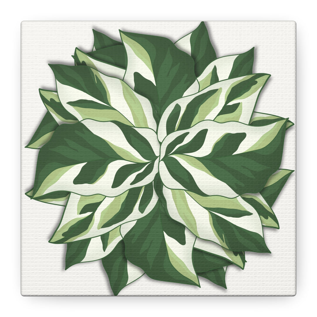 Calathea White Fusion Canvas Botanical Art Print On Stretched Cotton Canvas For Indoor Wall Decor