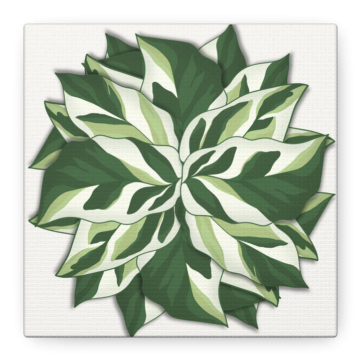 Calathea White Fusion Canvas Botanical Art Print On Stretched Cotton Canvas For Indoor Wall Decor