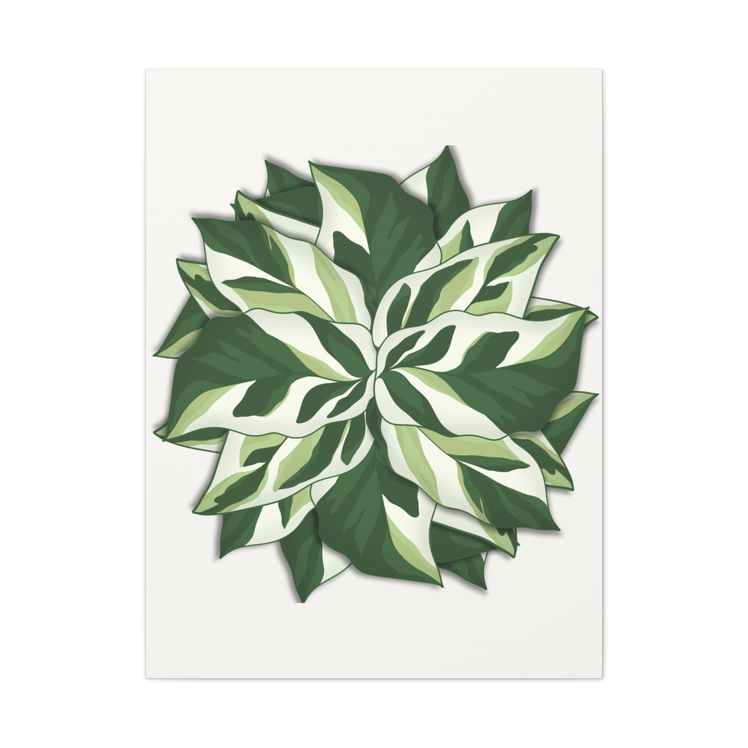 Calathea White Fusion Canvas Botanical Art Print On Stretched Cotton Canvas For Indoor Wall Decor