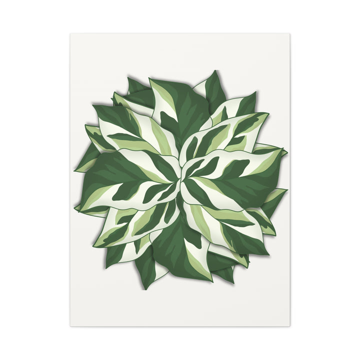 Calathea White Fusion Canvas Botanical Art Print On Stretched Cotton Canvas For Indoor Wall Decor