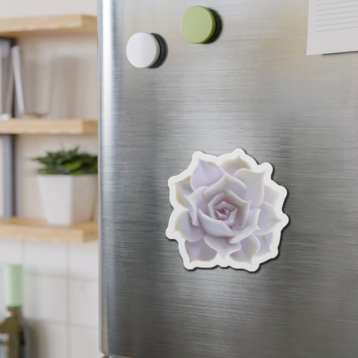 Echeveria Lilacina Succulent Magnet