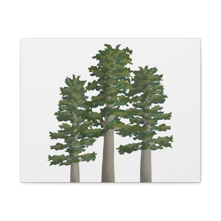 Sitka Spruce Canvas Print – Wall Art