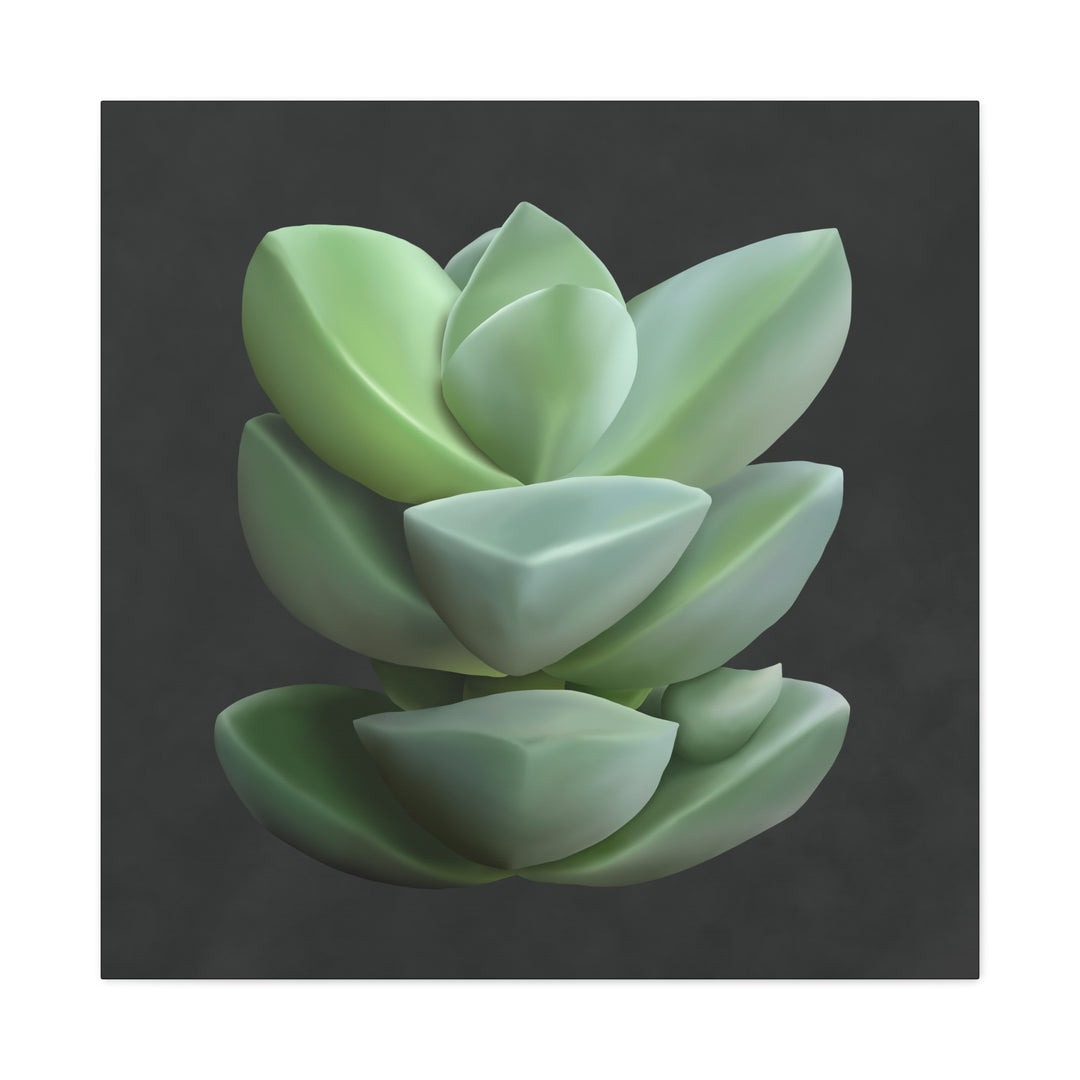 Crassula Canvas Print – Botanical Wall Art