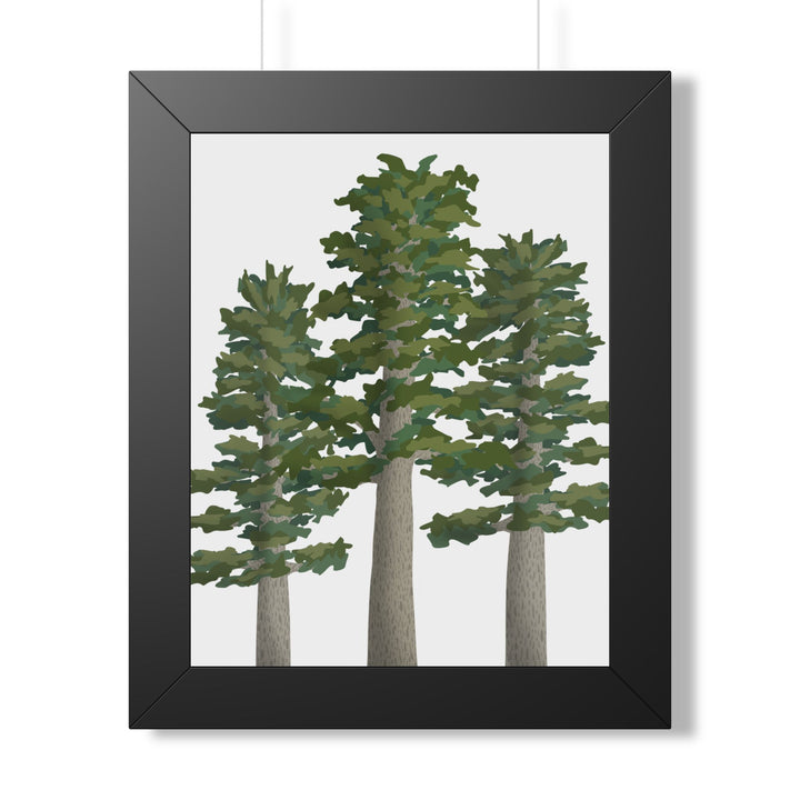 Sitka Spruce Framed Print – Wall Art