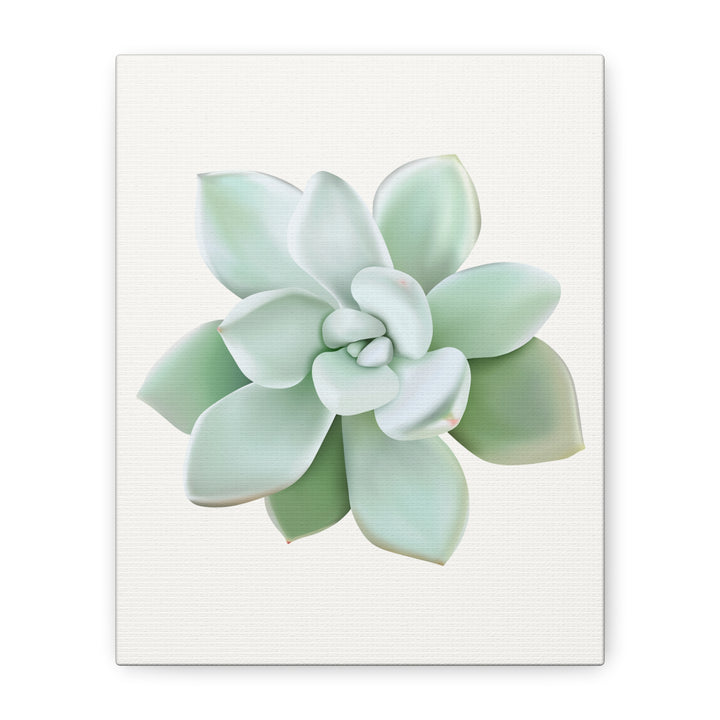 Succulent Canvas Art Pachyveria Haagei Print On Matte Finish Canvas Botanical Wall Decor