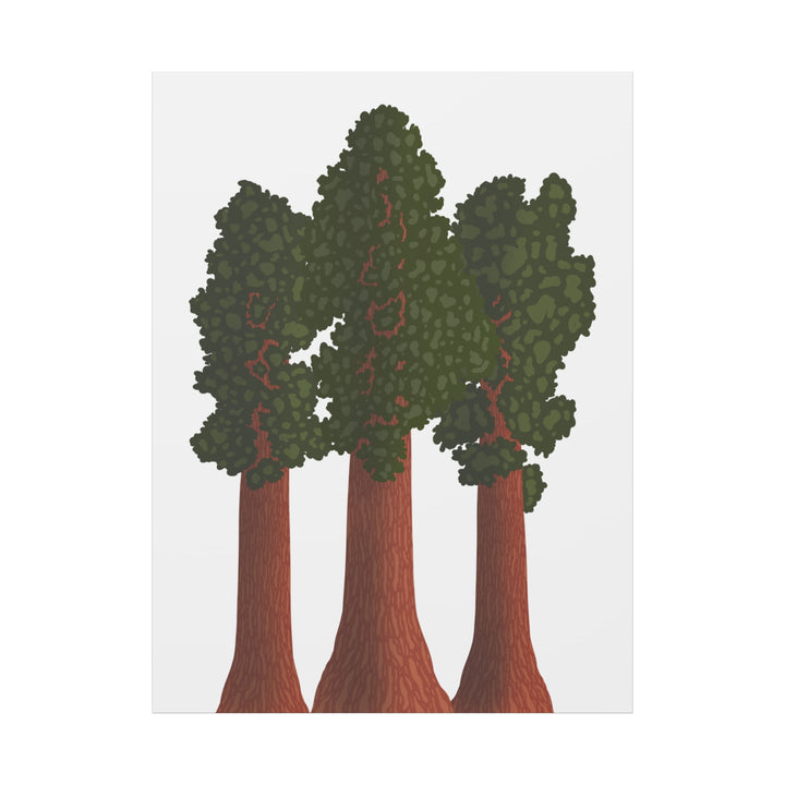 Giant Sequoias Canvas Print – Wall Art