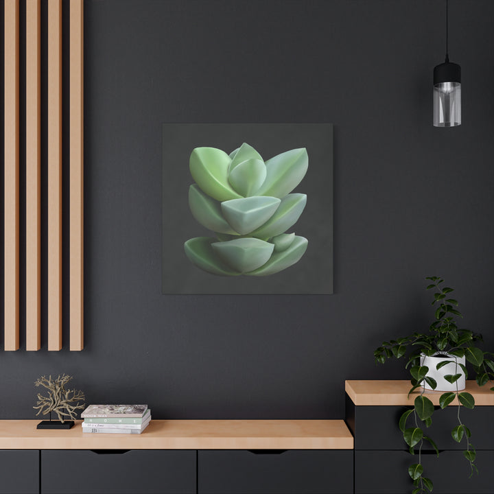 Crassula Canvas Print – Botanical Wall Art