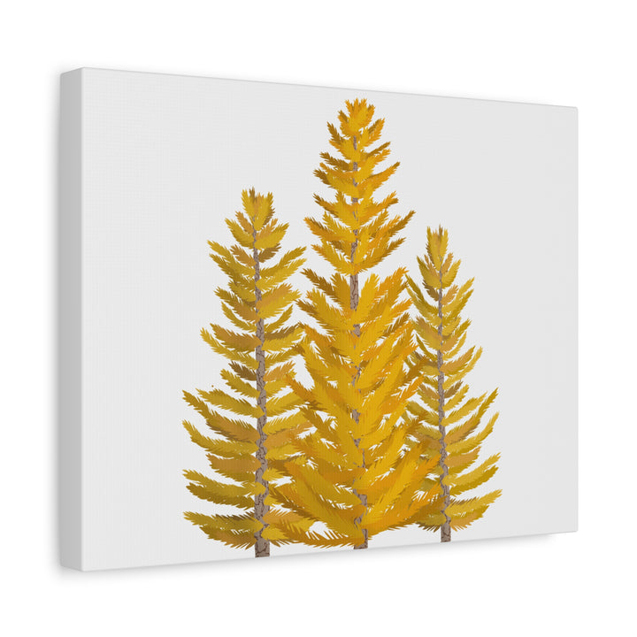 Western Larch Canvas Print – Wall Art