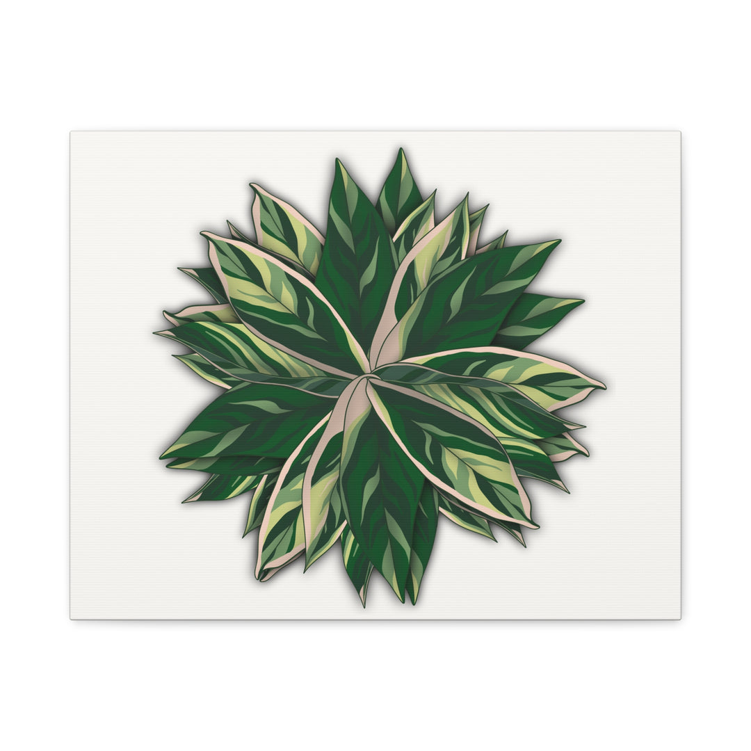 Stromanthe Triostar Canvas Wall Art Premium Matte Finish On Durable 1.25 Inch Frame For Vibrant Indoor Tropical Decor