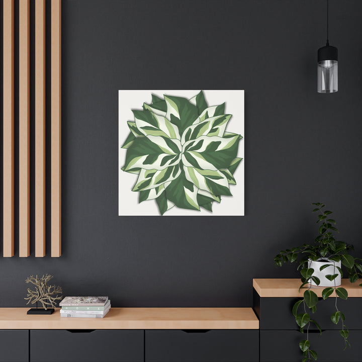 Calathea White Fusion Canvas Botanical Art Print On Stretched Cotton Canvas For Indoor Wall Decor