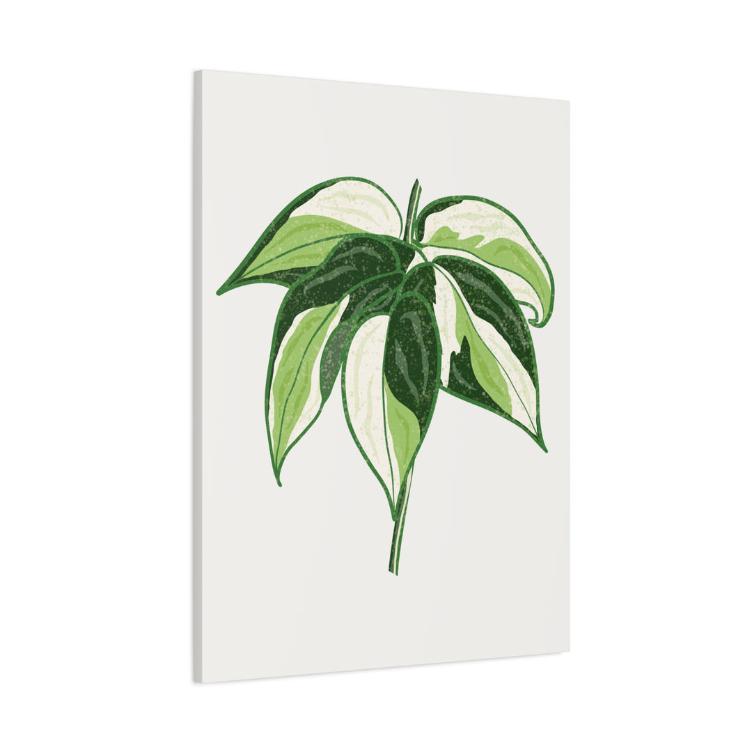 Philodendron Canvas Print Cream Splash Variegated Plant Art On Matte Cotton Canvas For Home Wall Decor
