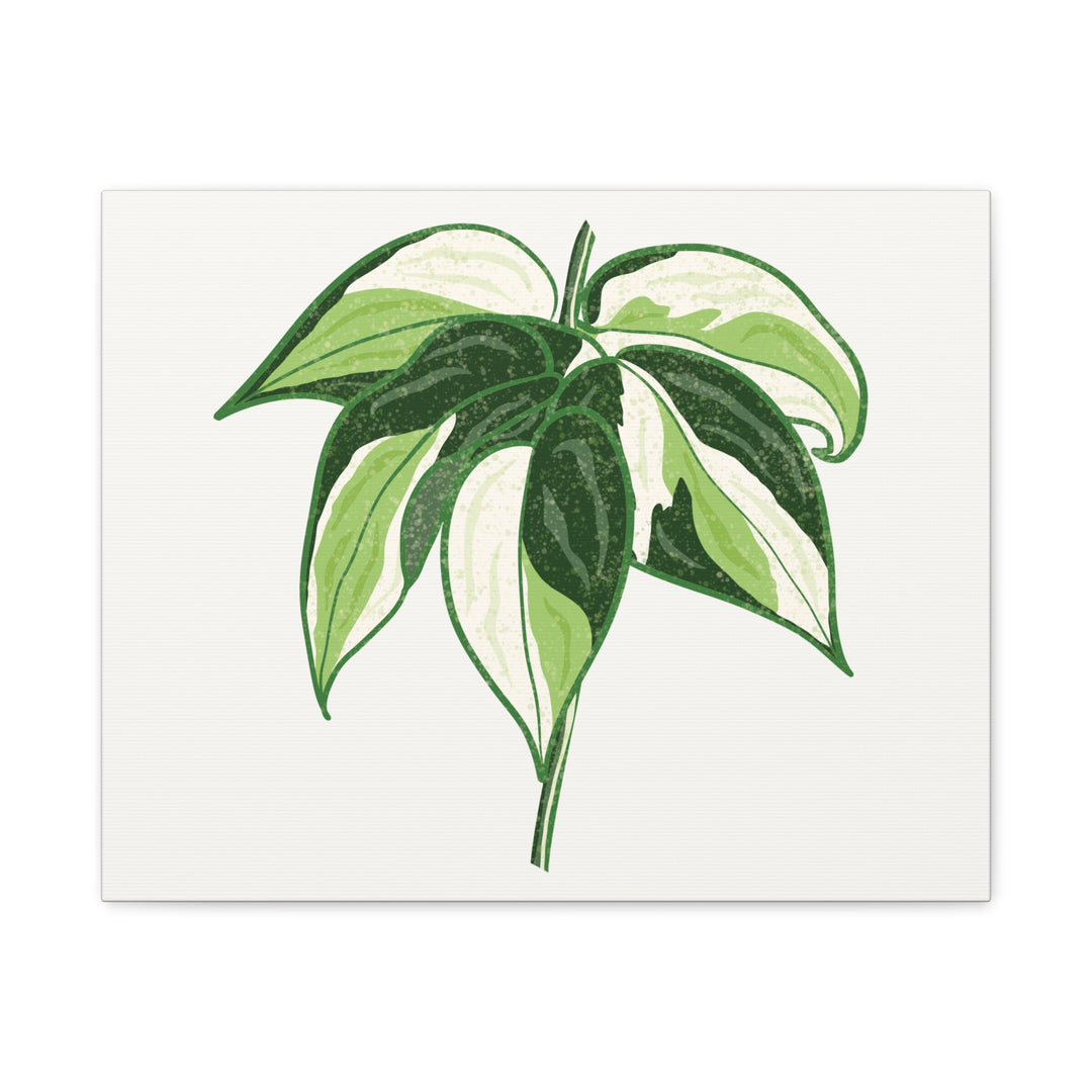 Philodendron Canvas Print Cream Splash Variegated Plant Art On Matte Cotton Canvas For Home Wall Decor