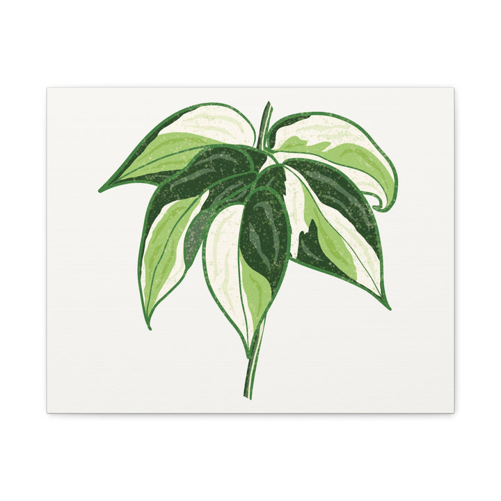 Philodendron Canvas Print Cream Splash Variegated Plant Art On Matte Cotton Canvas For Home Wall Decor