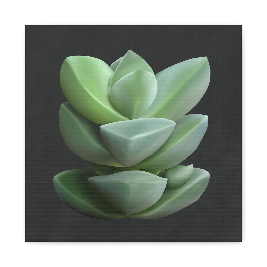 Crassula Canvas Print – Botanical Wall Art