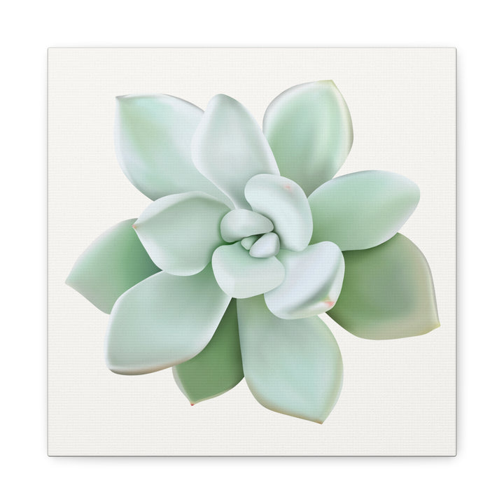 Succulent Canvas Art Pachyveria Haagei Print On Matte Finish Canvas Botanical Wall Decor