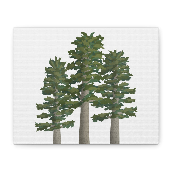 Sitka Spruce Canvas Print – Wall Art