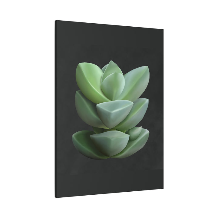 Crassula Canvas Print – Botanical Wall Art
