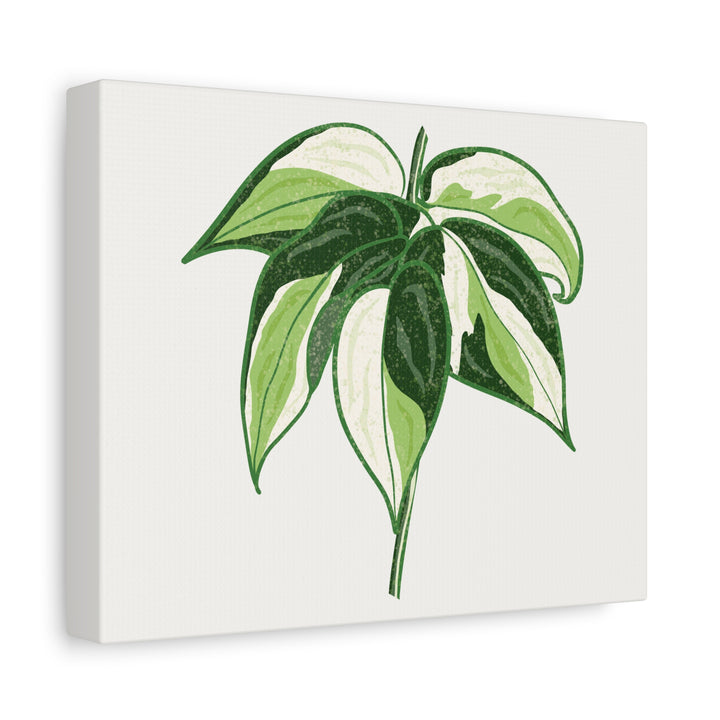 Philodendron Canvas Print Cream Splash Variegated Plant Art On Matte Cotton Canvas For Home Wall Decor