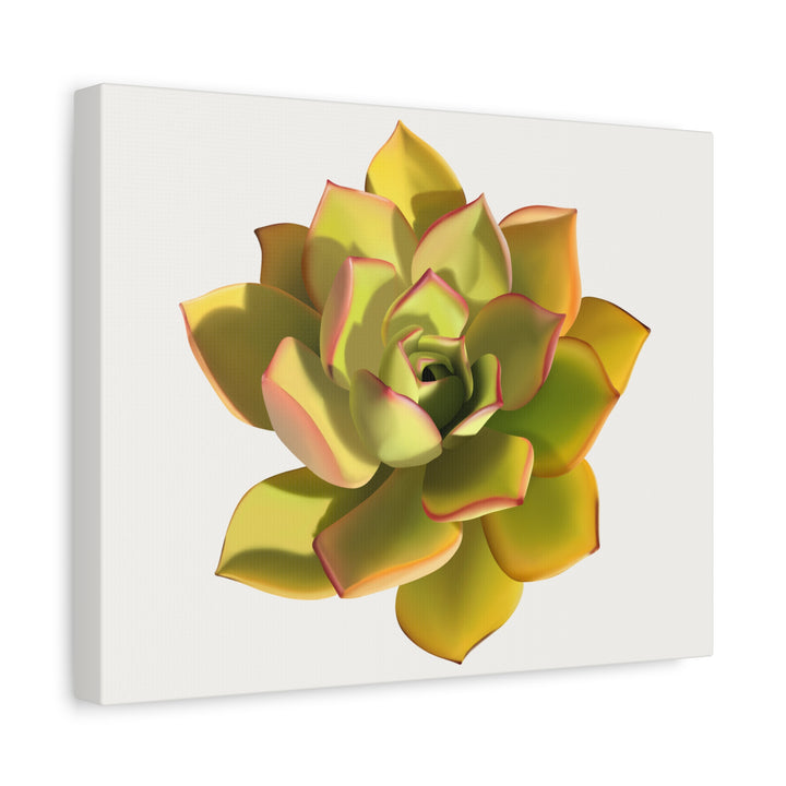 Noble Aeonium Succulent Canvas Wall Art Print for Modern Home Decor by The Potted Pixel