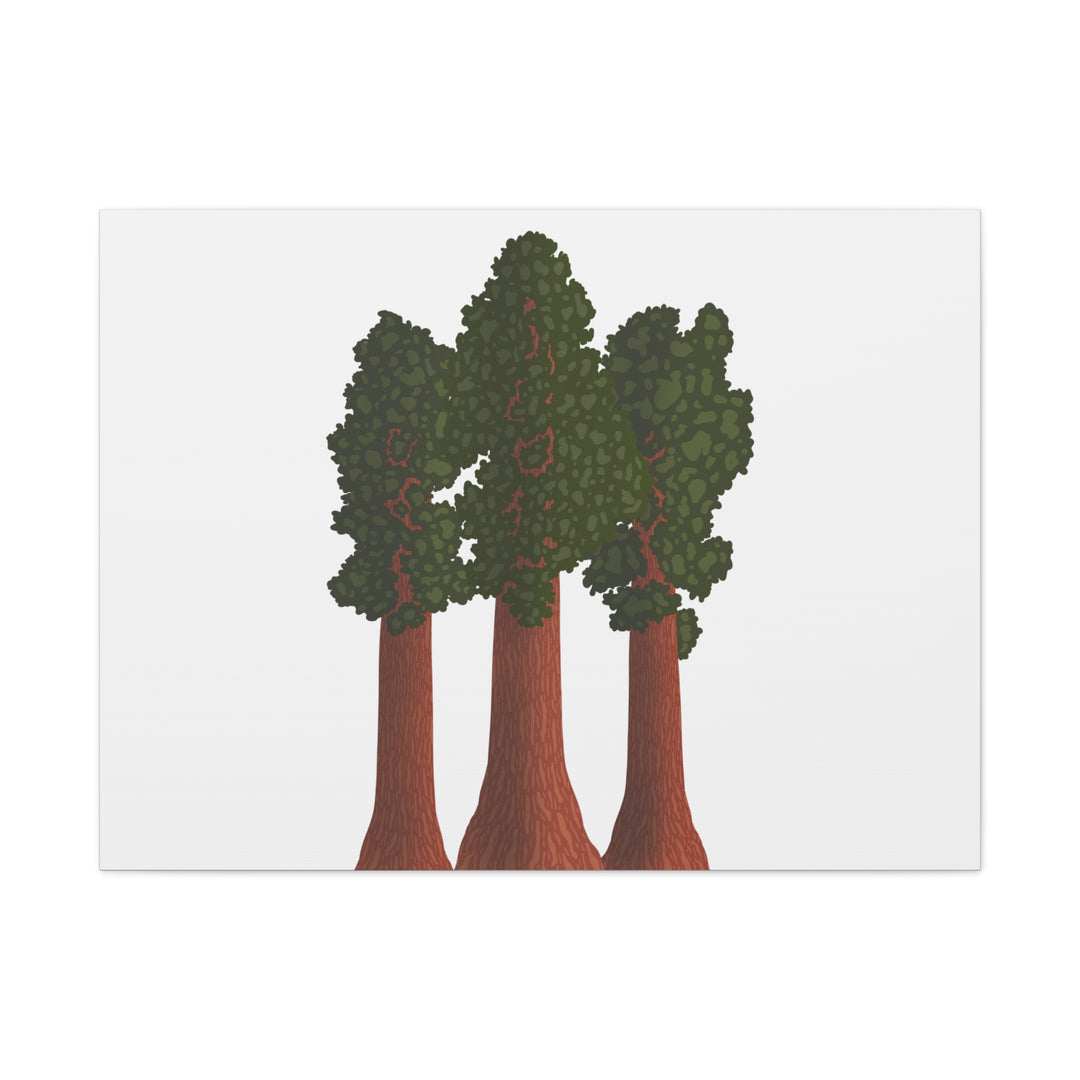Giant Sequoias Canvas Print – Wall Art