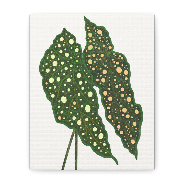 Begonia Maculata Canvas Premium Botanical Wall Art Print On Cotton Canvas With Matte Finish For Indoor Decor